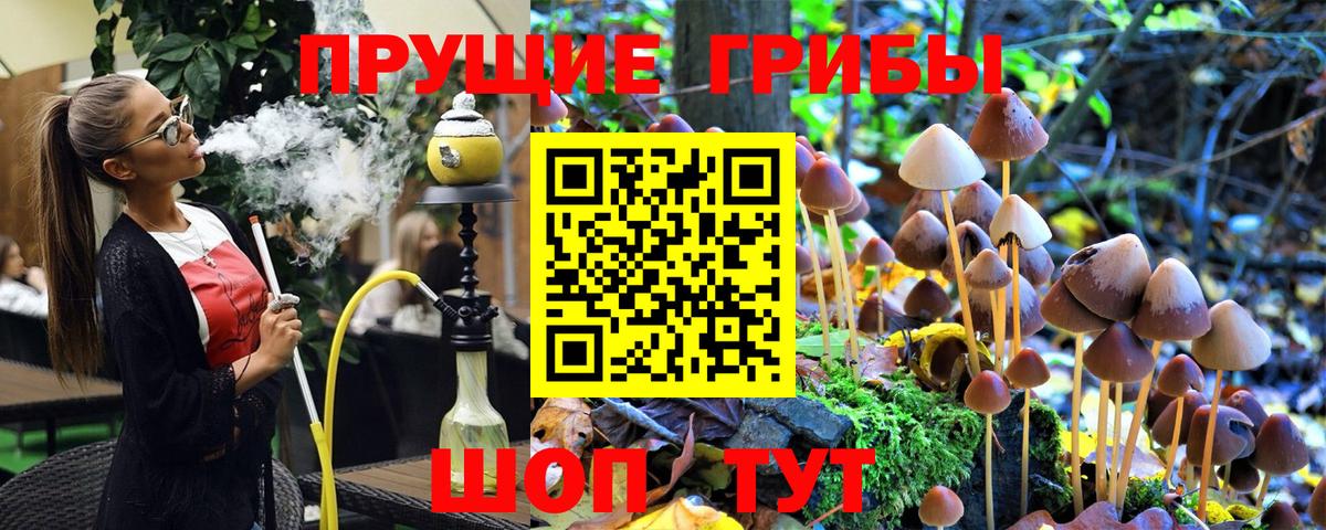 Псилоцибиновые грибы GOLDEN TEACHER  цены   Шебекино  Вход с VPN  Псилоцибиновые грибы мицелий 